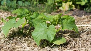 КОГДА СЕЯТЬ ОГУРЦЫ В 2026 ГОДу по Лунному календарю: Посев на рассаду, в теплицу и в открытый грунт