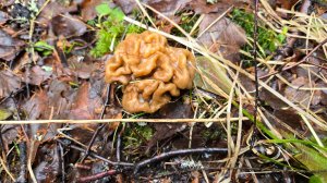 Можжевеловая ложка, тройной праздник и первый строчок