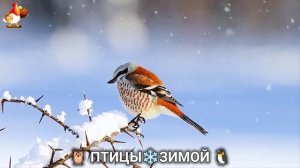 Птицы зимой в лесу 🐦_⬛🦉 🦤 видео для отдыха душой 🦅🌲3