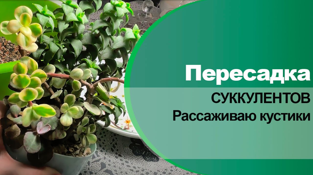 Пересадка. Как пересадить портулакарию, крассулу и каланхоэ, какой нужен грунт.