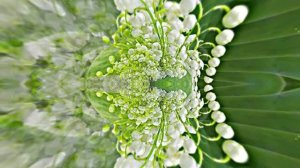 Футажи! Комплект Футажей Весенняя Ландышевая Сказка 5 от Киностудии Мудрого Кота Тимофея!