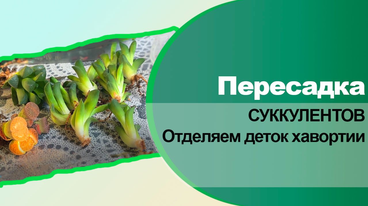 Деление деток хавортии и пересадка литопсов после покупки.