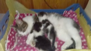 помогите выбрать имя для котёнка