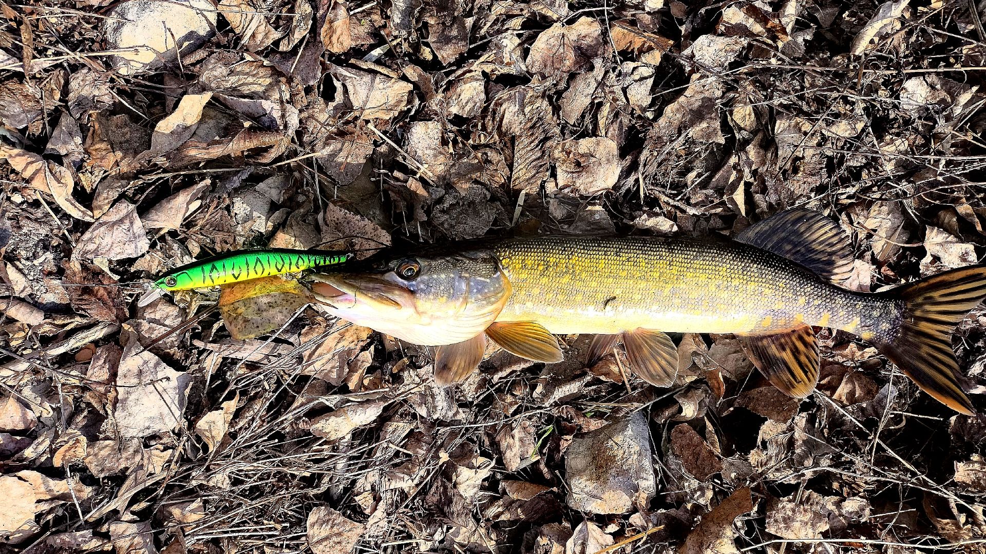 ОТКРЫТИЕ СЕЗОНА 2026 ПО СПИННИНГУ / ПЕРВЫЕ ЩУКИ СЕЗОНА /