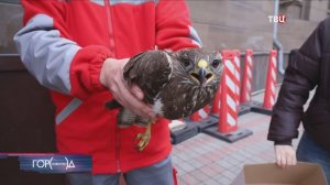 В Москве спасли обыкновенного канюка