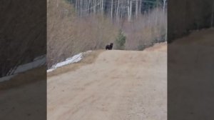 Медведь #медведь