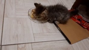 Взяли котёнка, реакция ШЕЛТИ