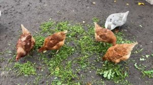 Куры несушки ломан браун