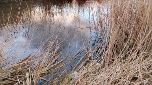 Рыбалка Что ловится на реке . Иногда попадается Уклейка мелкая стайная рыба семейства карповых