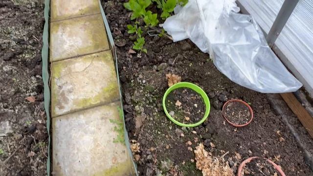 Середина апреля, а гортензии в прикопе зацветает