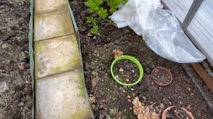 Середина апреля, а гортензии в прикопе зацветает