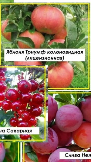 Весенняя посадка плодовых саженцев (деревьев) с ОКС