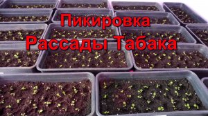 Табаководство : Пикировка рассады Табака.