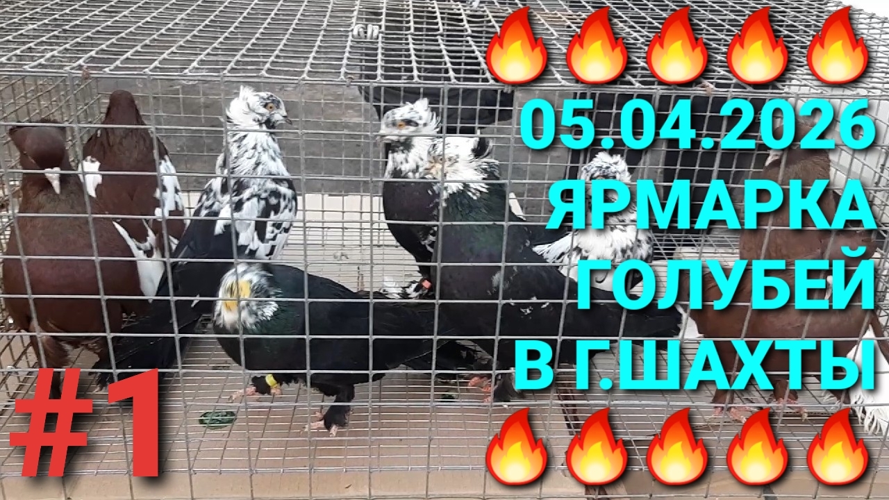 🔥🔥🔥 05.04.26 Ярмарка голубей в г.Шахты. Птичий рынок. Pigeons Fair. Bird Market.