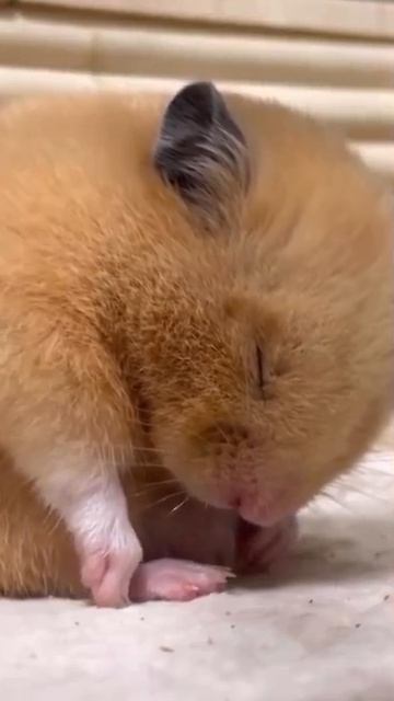 Минута умиротворения