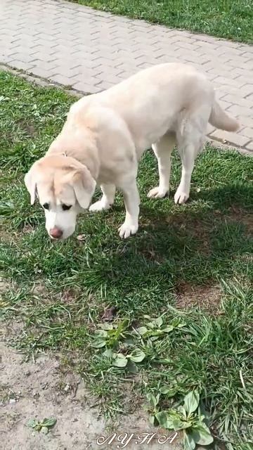 Весна и Луна