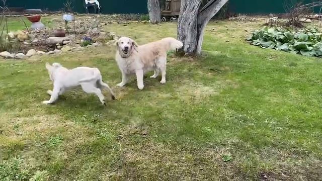 Мирочка и Гретта на даче