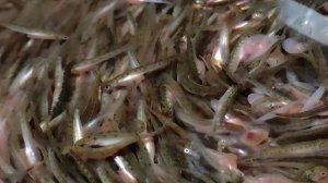 Уникальный рыболовный цех заработал на Дальнем Востоке