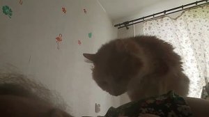 "Репортаж с котом на шее"