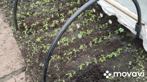 Высадила рассаду помидор в теплицу