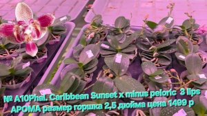 № А10Phal. Caribbean Sunset х minus peloric  3 lips АРОМА размер горшка 2,5 дюйма