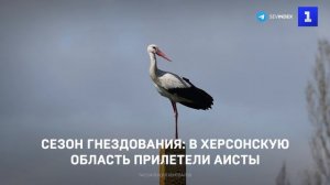 Сезон гнездования: в Херсонскую область прилетели аисты