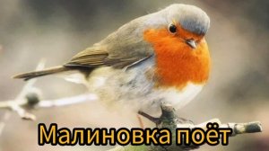 пение птички малиновки/релакс для отдыха и души