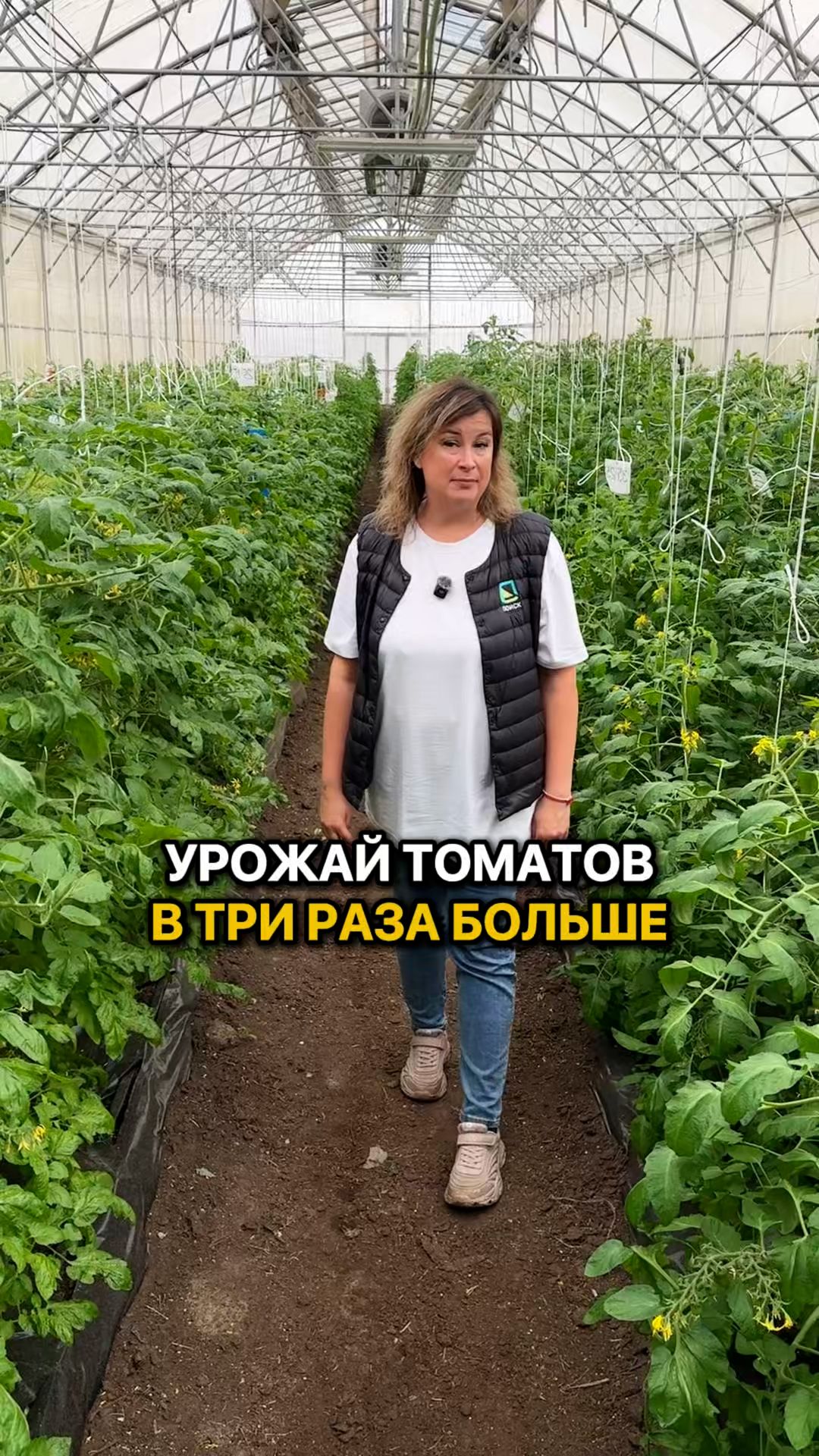 Как вырастить В ТРИ РАЗА БОЛЬШЕ урожая томатов?