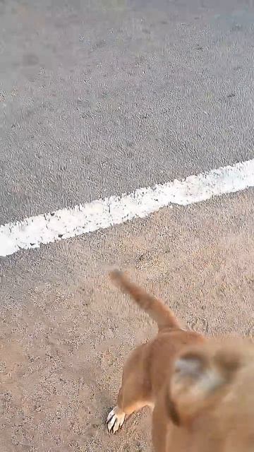 Это индийская спасённая собачка выражает свою искреннюю благодарность