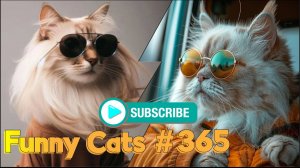 Смешные коты #365