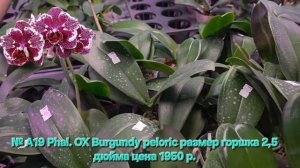 № А19 Phal. OX Burgundy peloric размер горшка 2,5 дюйма