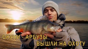 Жирные окуни гнут микроджиг в дугу! Рыбалка на спиннинг с берега.