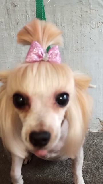 Особенная стрижка у Мишельки. Зоосалон Eteluin г.Краснодон.