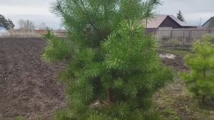 Мои хвойные растения, барбарисы, бересклеты после зимы.