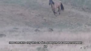 Обучение лошади.отзыв онлайн ученика Horse family