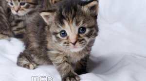 КСЮША КОТИКИ