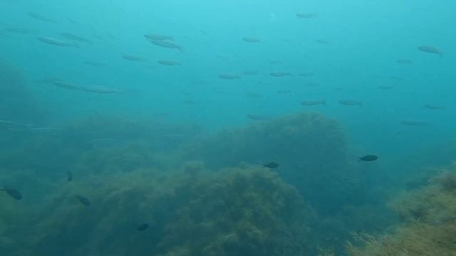 Сингиль / Охота в чистой воде