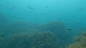 Сингиль / Охота в чистой воде