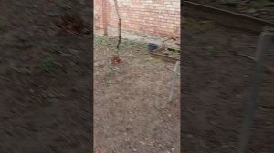 найденная запись