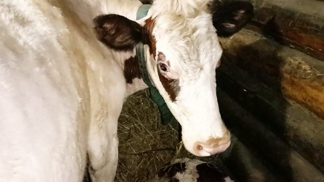 13-04-2026.Отелилась моя корова МИЛКА.