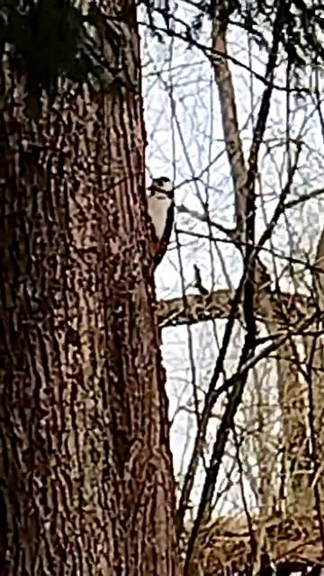 13 апреля.ПРИЛЕТЕЛ РАЗБОЙНИК на пасеку с проверкой