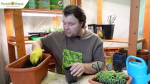 Пикировка перцев.