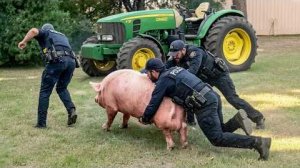 МОМЕНТЫ НА ФЕРМЕ, КОТОРЫЕ ПОШЛИ НЕ ПО ПЛАНУ