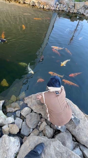 Кормим рыбок