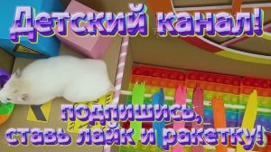 Хомячки играют в домике! Запутанный лабиринт #1