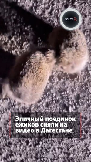 «Эй, братва, завязывайте!»: очевидец остановил драку ежиков