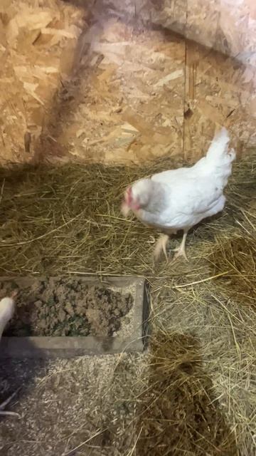 Рубрика : новости из курятника. #курятник #куры #несушки #деревенский