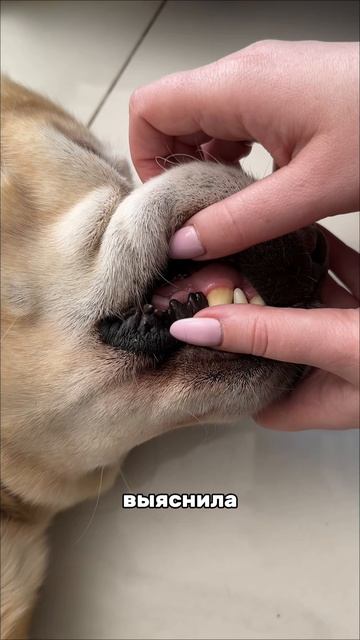 Ветеринар посоветовал нам зубной гель с ферментами 👉 #WW289331