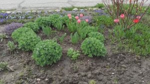 Взошли семена цветов, посеянные весной сразу в грунт на улице.