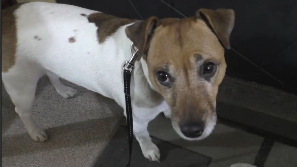 Я и собачка ПУЛЯ. Просто прогулка. Петербург. 13.04.26.